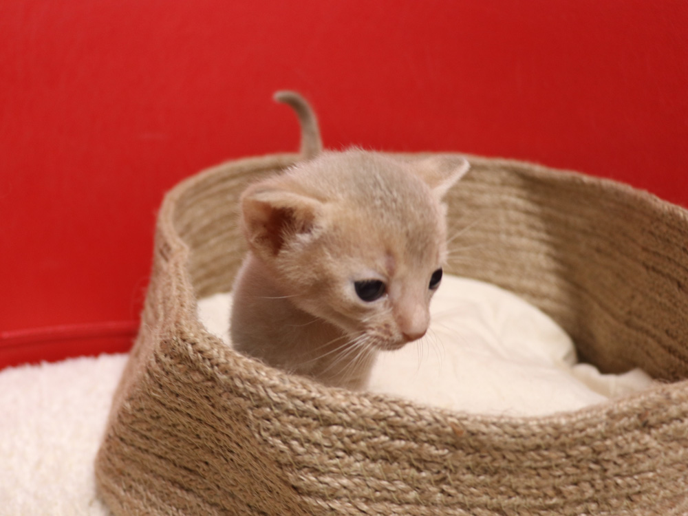 アビシニアンの子猫画像