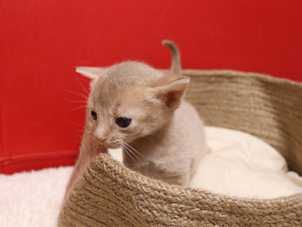 アビシニアンの子猫画像