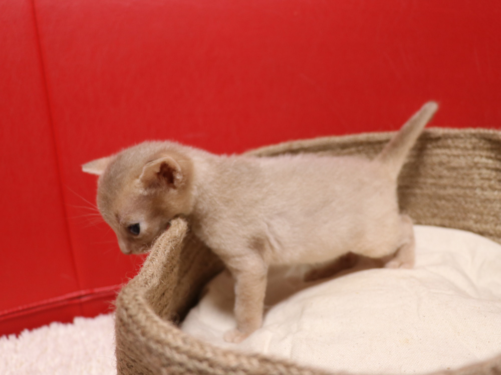アビシニアンの子猫画像