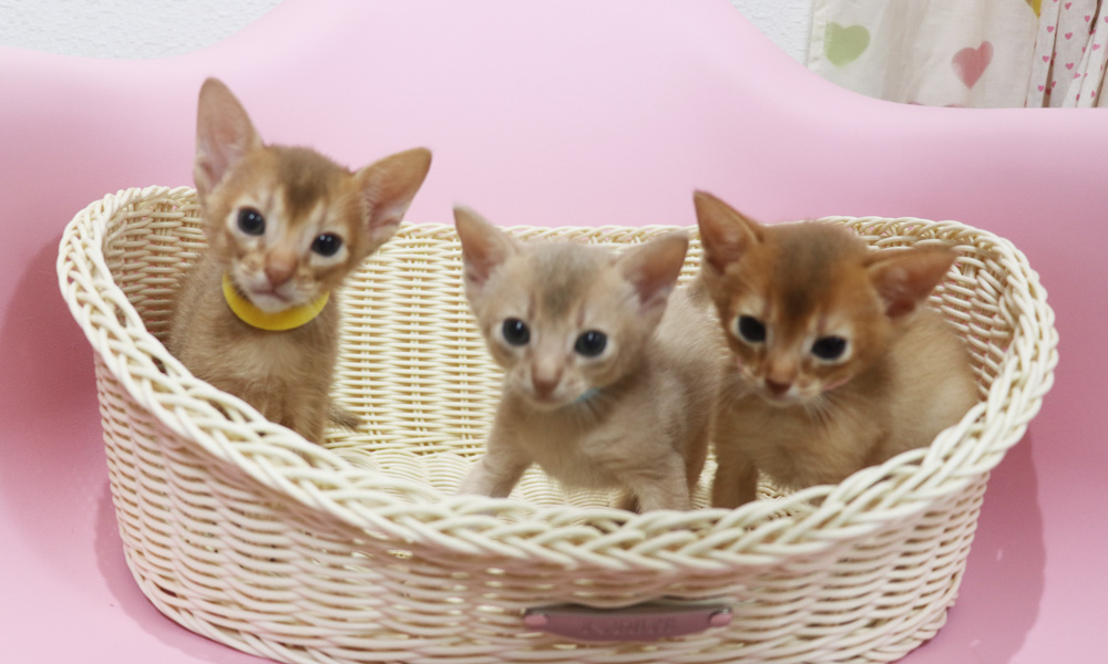 アビシニアンの子猫画像