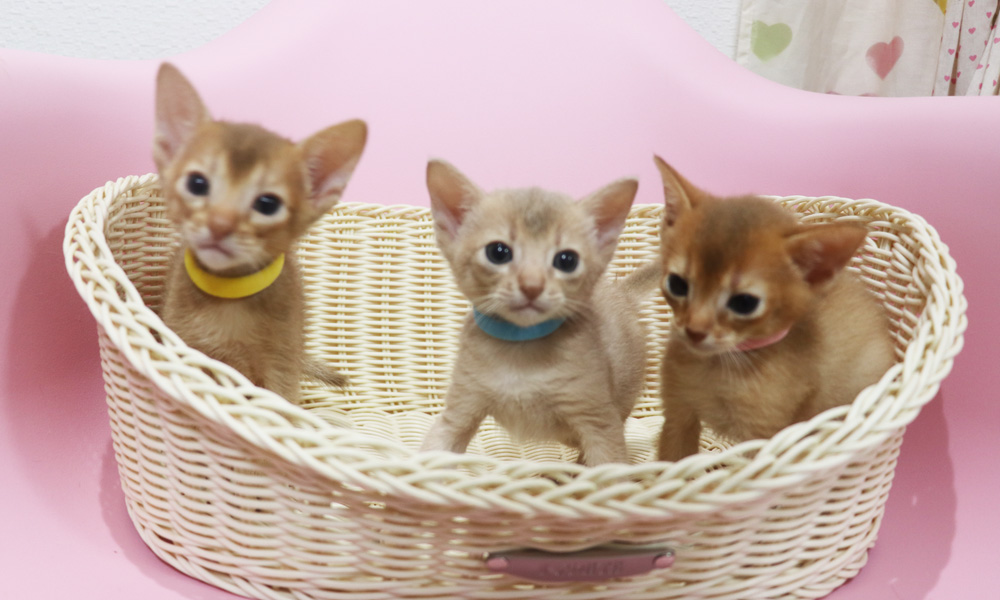 アビシニアンの子猫画像