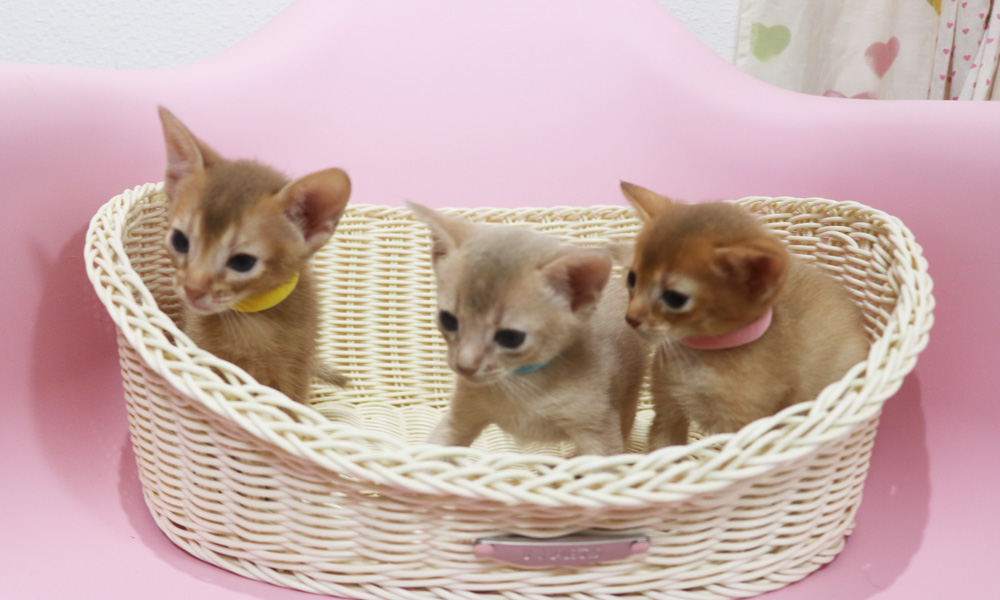 アビシニアンの子猫画像