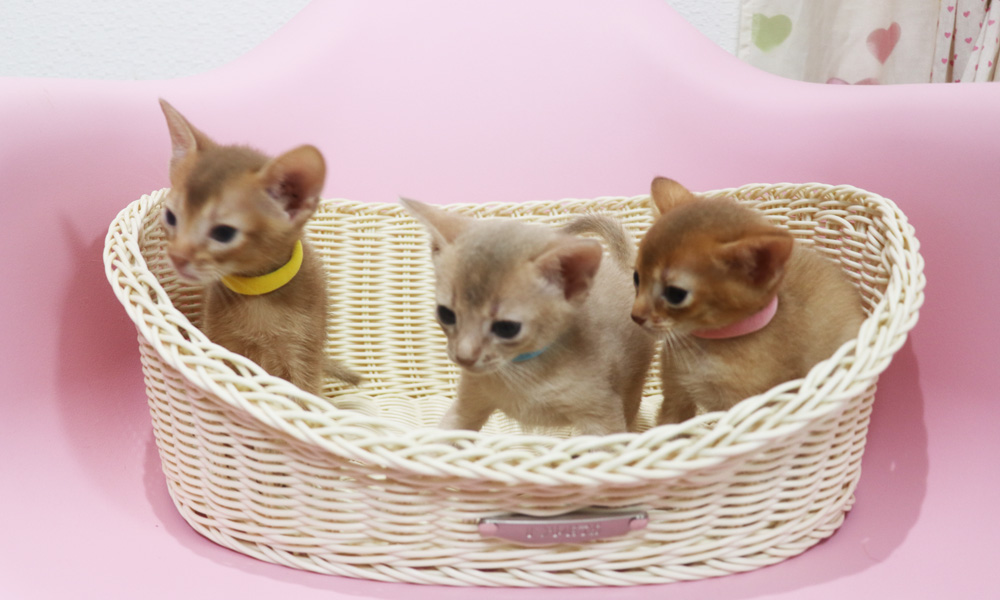 アビシニアンの子猫画像