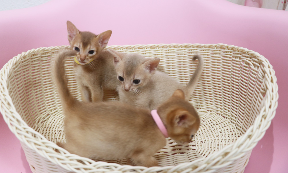 アビシニアンの子猫画像