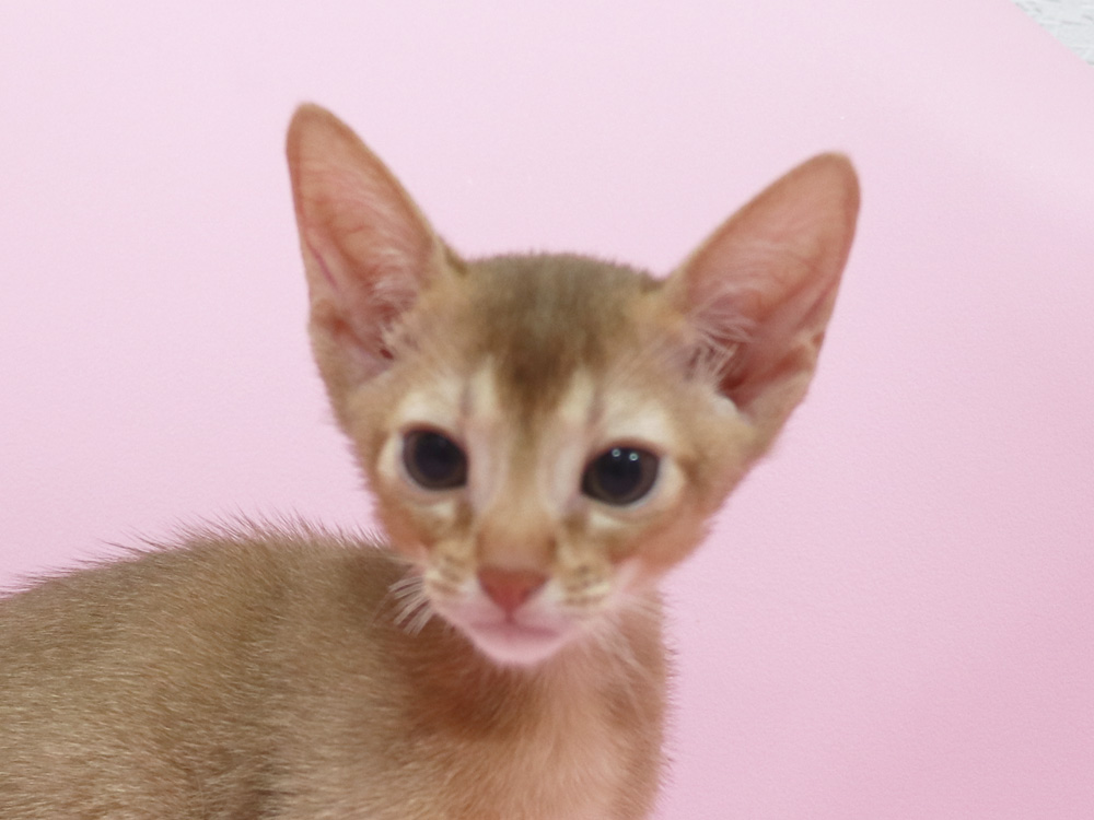アビシニアンの子猫画像