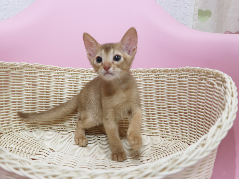 アビシニアンの子猫画像