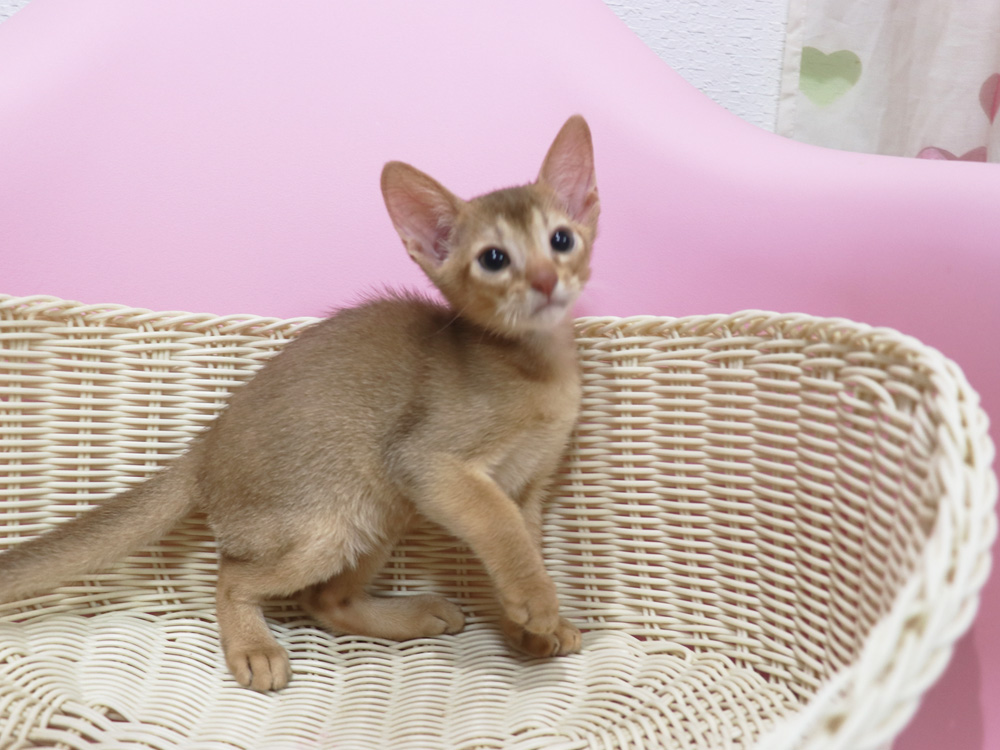 アビシニアンの子猫画像