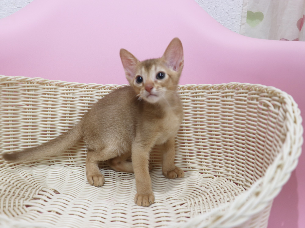 アビシニアンの子猫画像