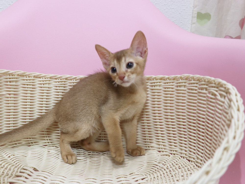 アビシニアンの子猫画像