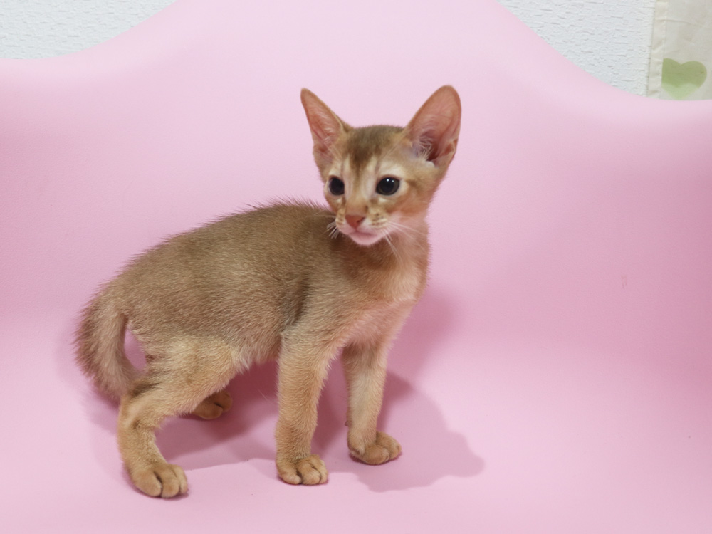 アビシニアンの子猫画像