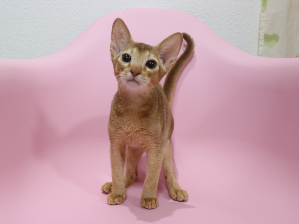アビシニアンの子猫画像