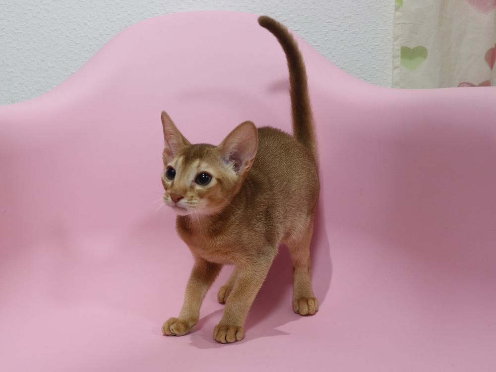 アビシニアンの子猫画像
