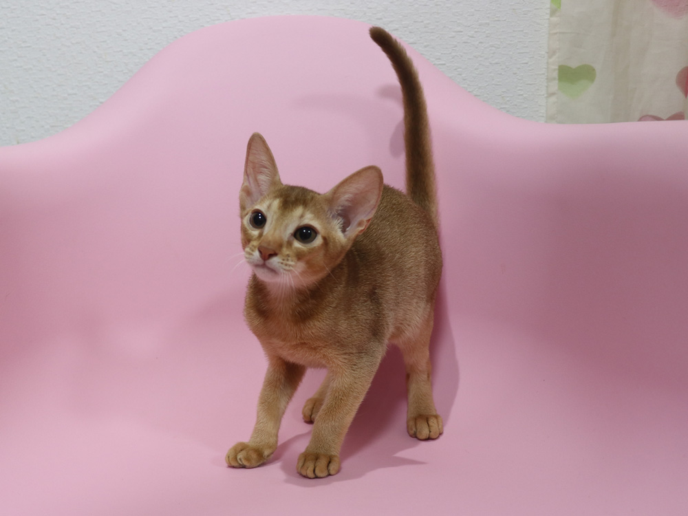 アビシニアンの子猫画像