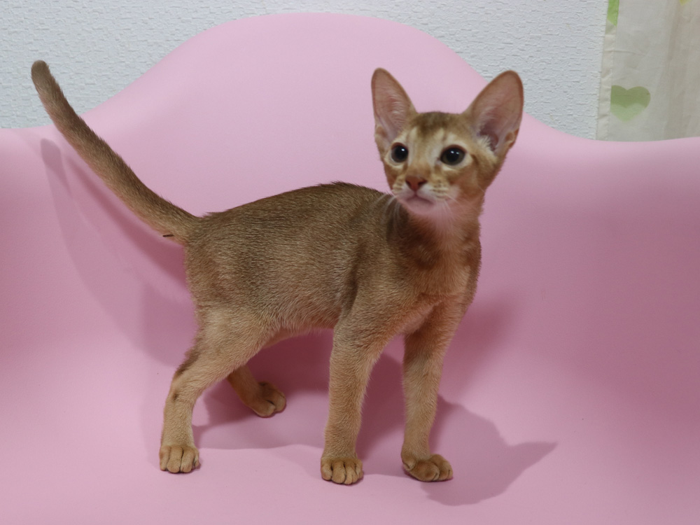 アビシニアンの子猫画像