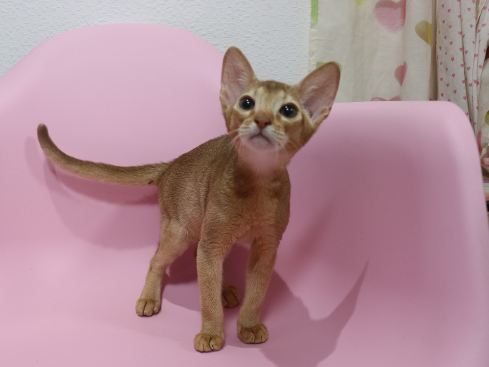 アビシニアンの子猫画像