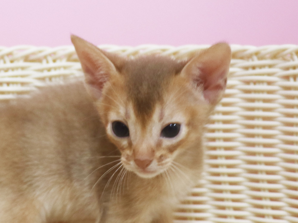 アビシニアンの子猫画像