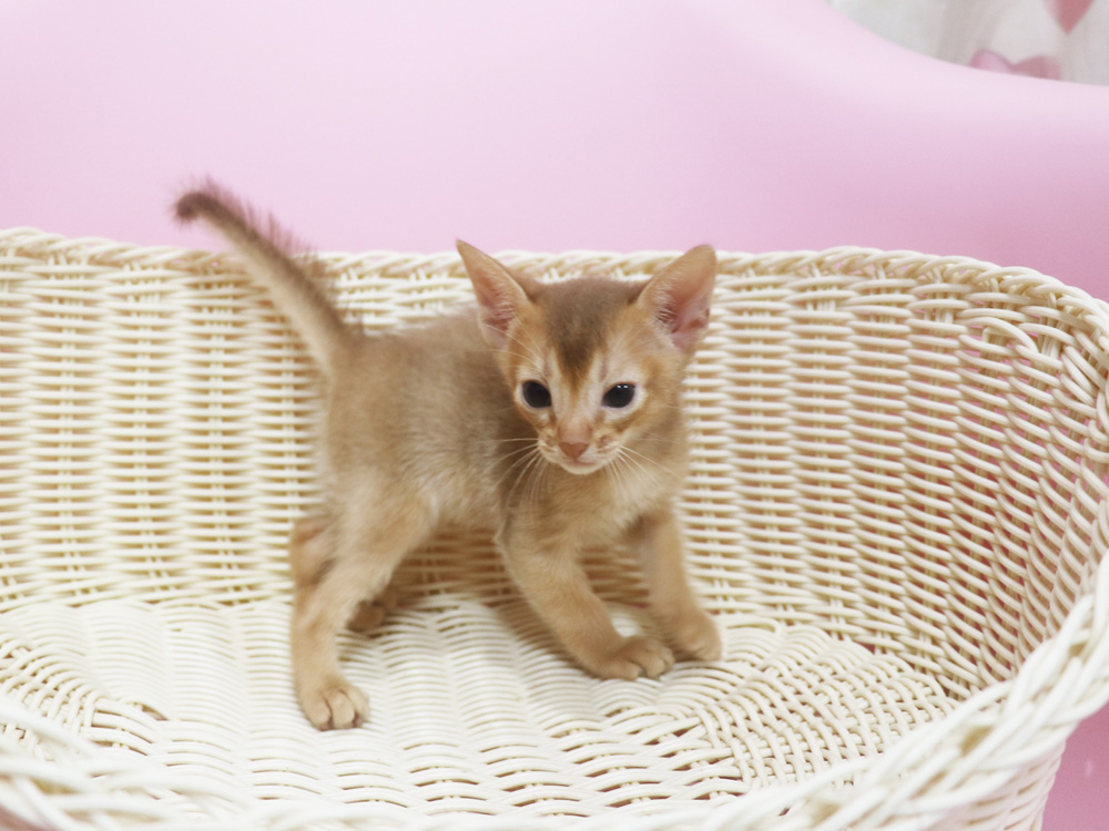 アビシニアンの子猫画像
