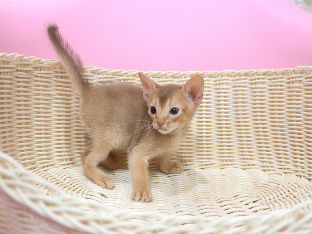 アビシニアンの子猫画像