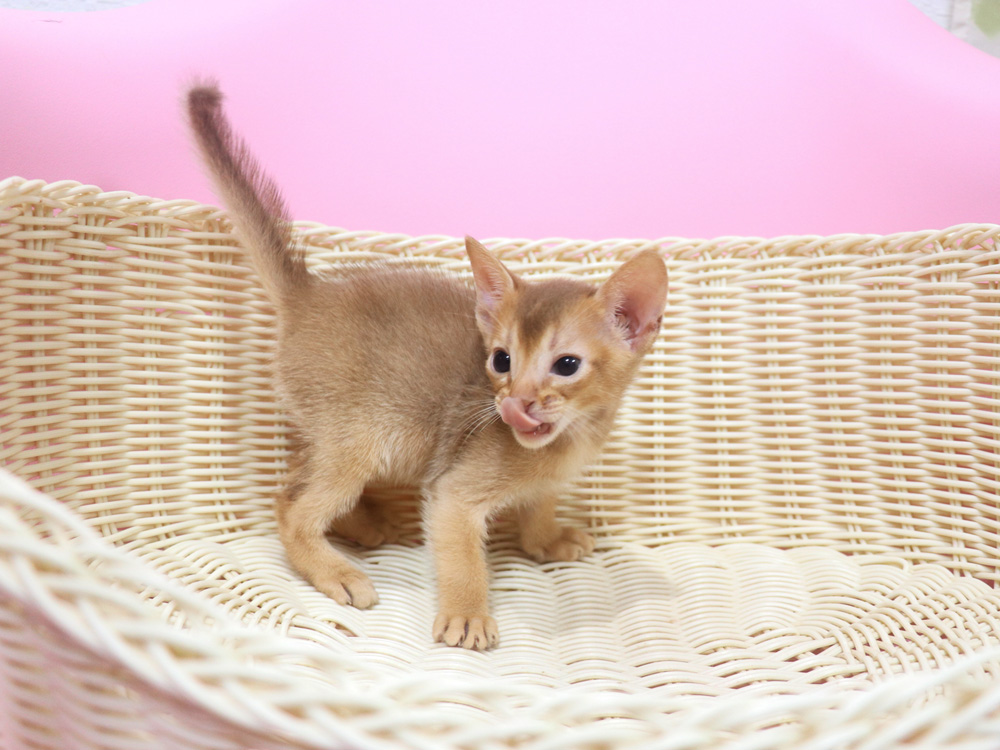 アビシニアンの子猫画像