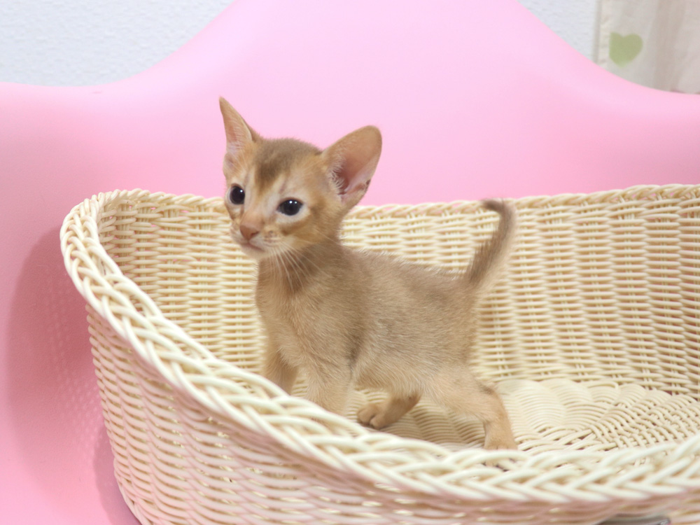アビシニアンの子猫画像