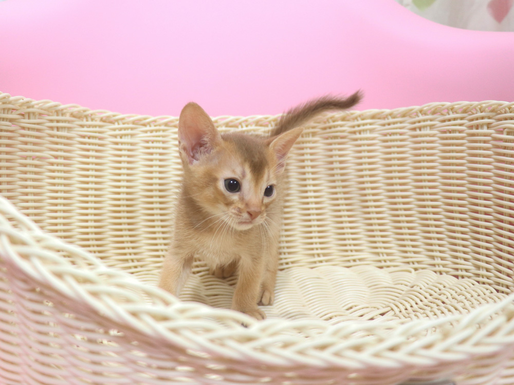 アビシニアンの子猫画像