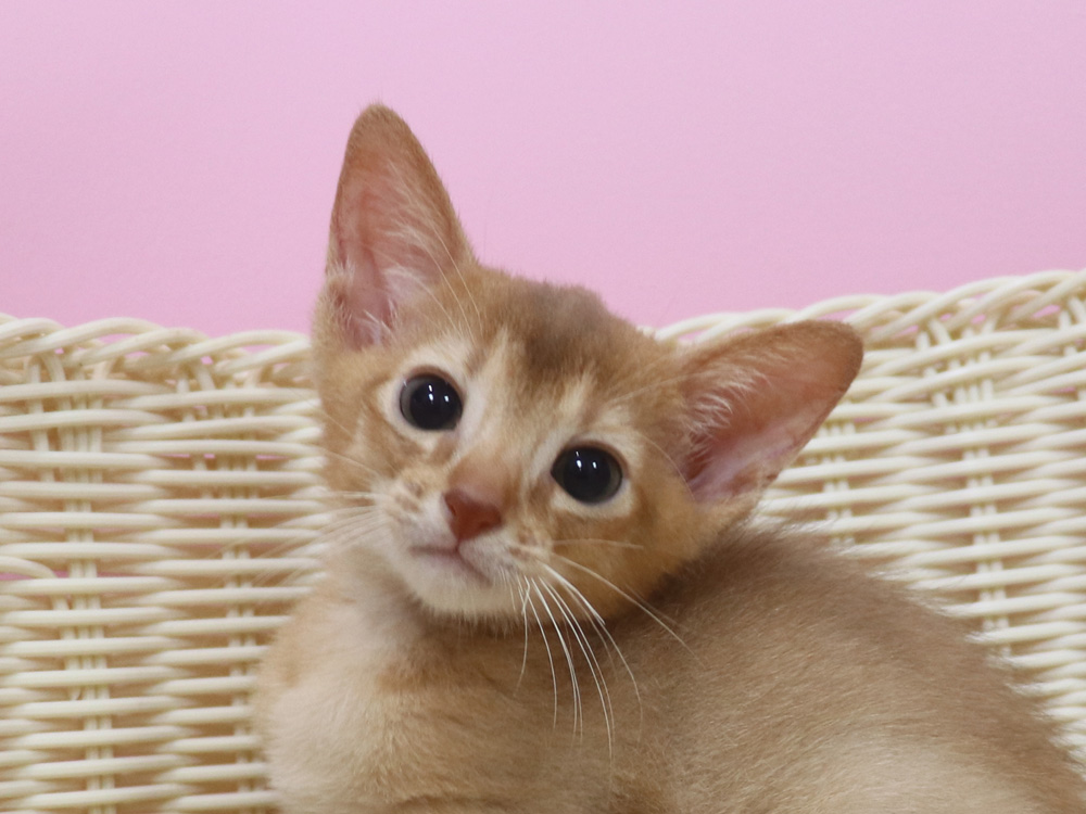 アビシニアンの子猫画像