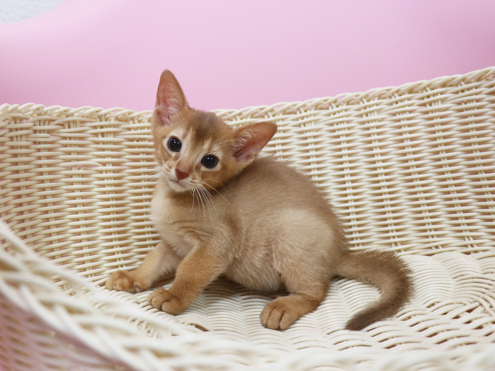 アビシニアンの子猫画像