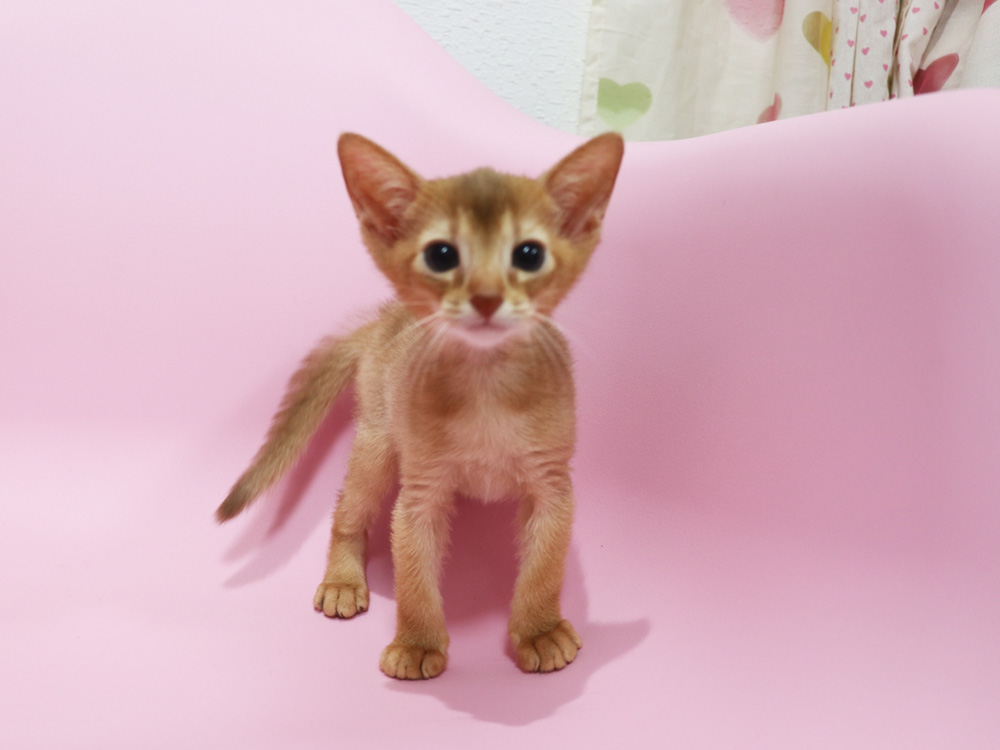 アビシニアンの子猫画像