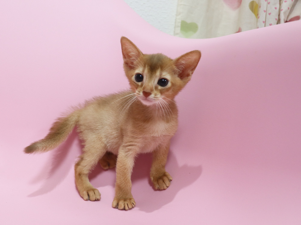 アビシニアンの子猫画像