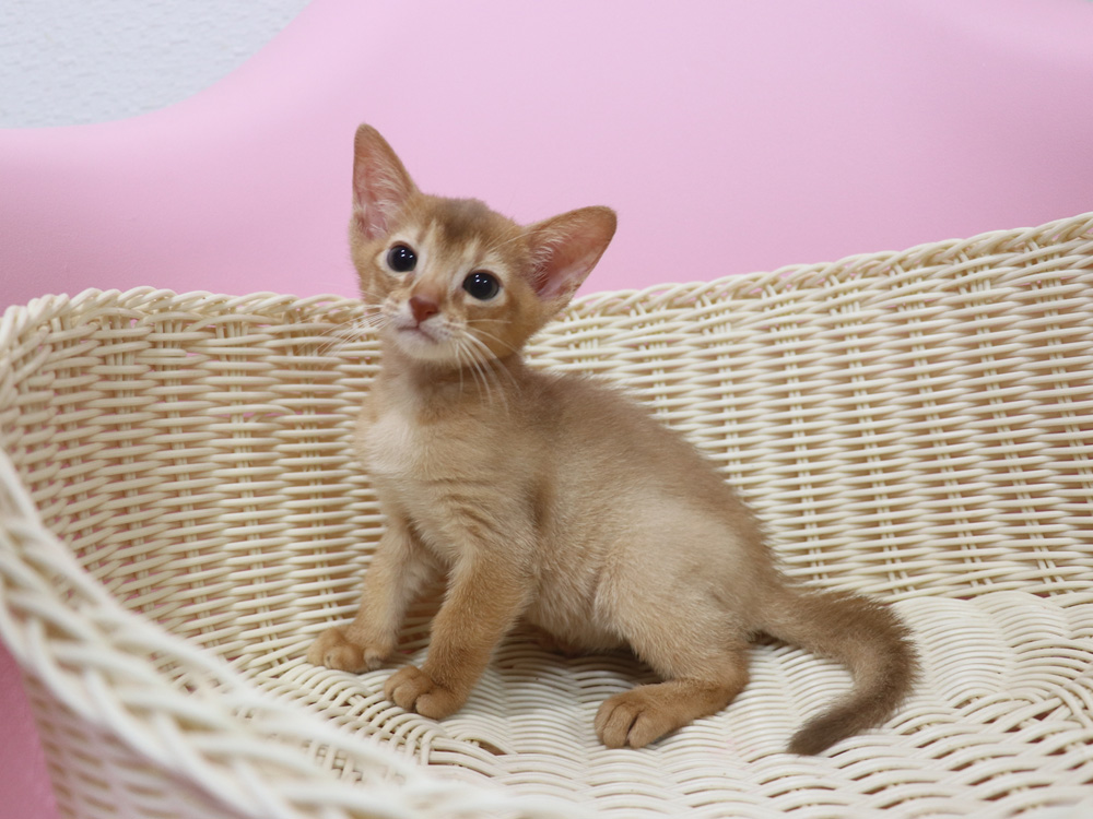 アビシニアンの子猫画像