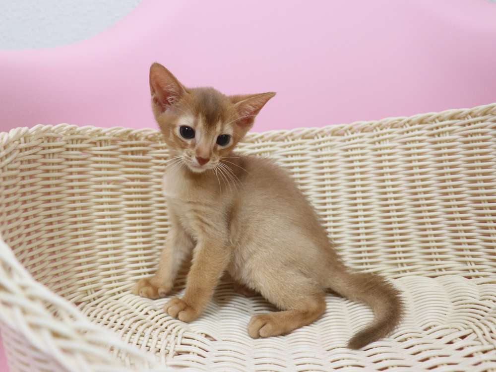 アビシニアンの子猫画像