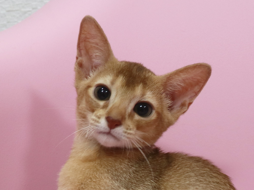 アビシニアンの子猫画像