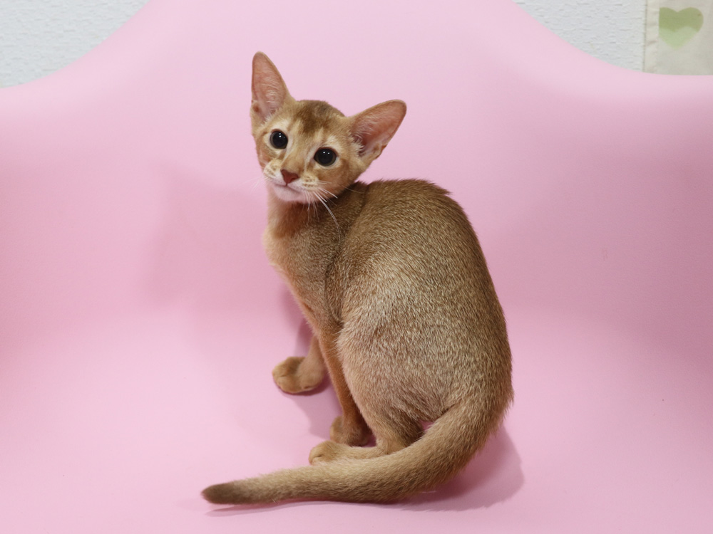 アビシニアンの子猫画像