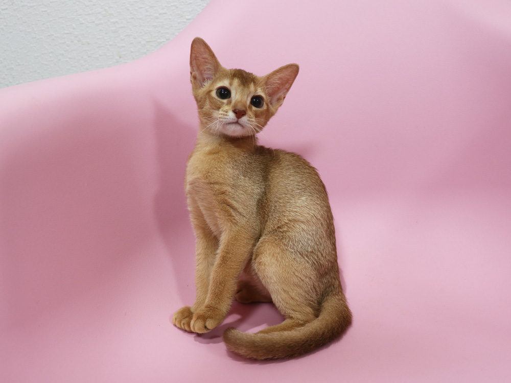 アビシニアンの子猫画像