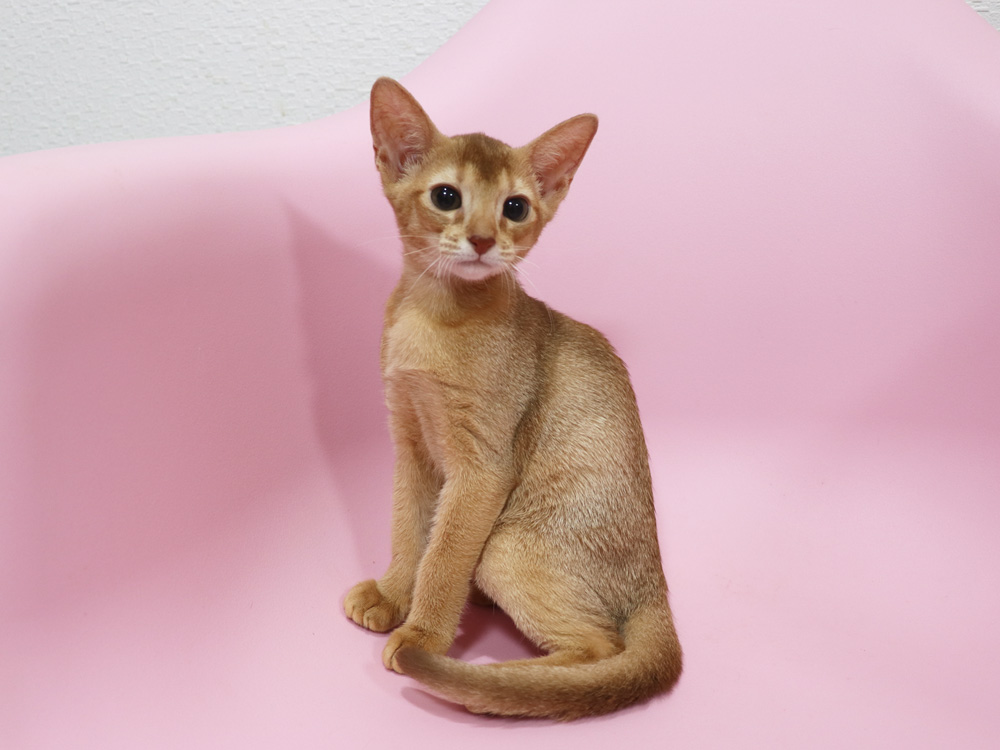 アビシニアンの子猫画像