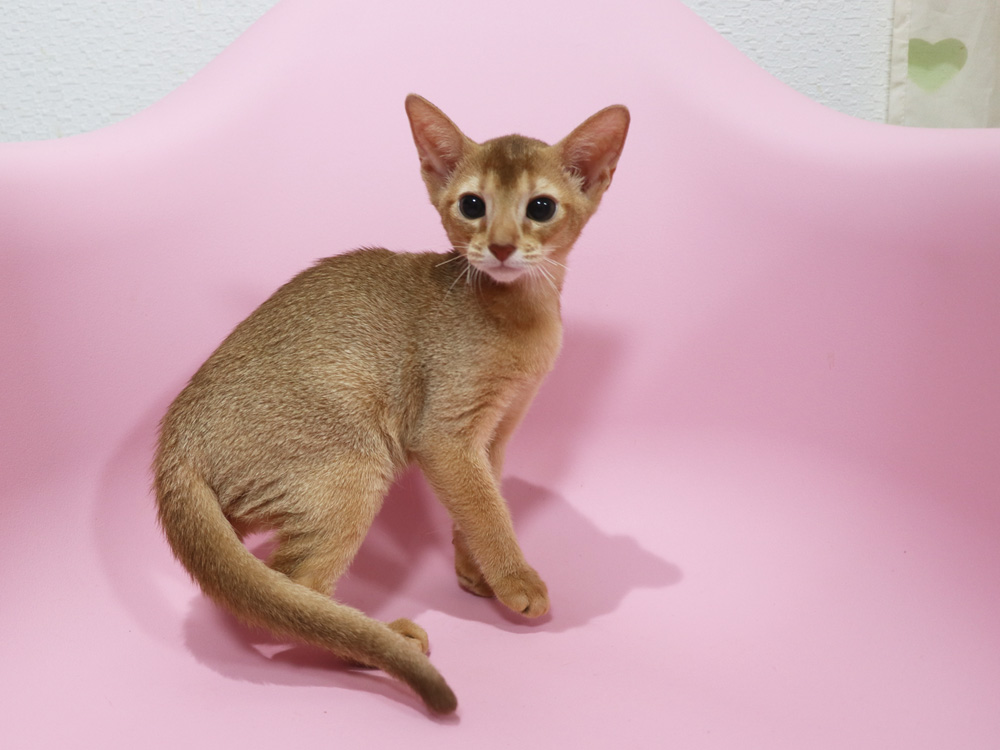 アビシニアンの子猫画像