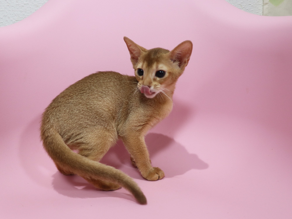 アビシニアンの子猫画像