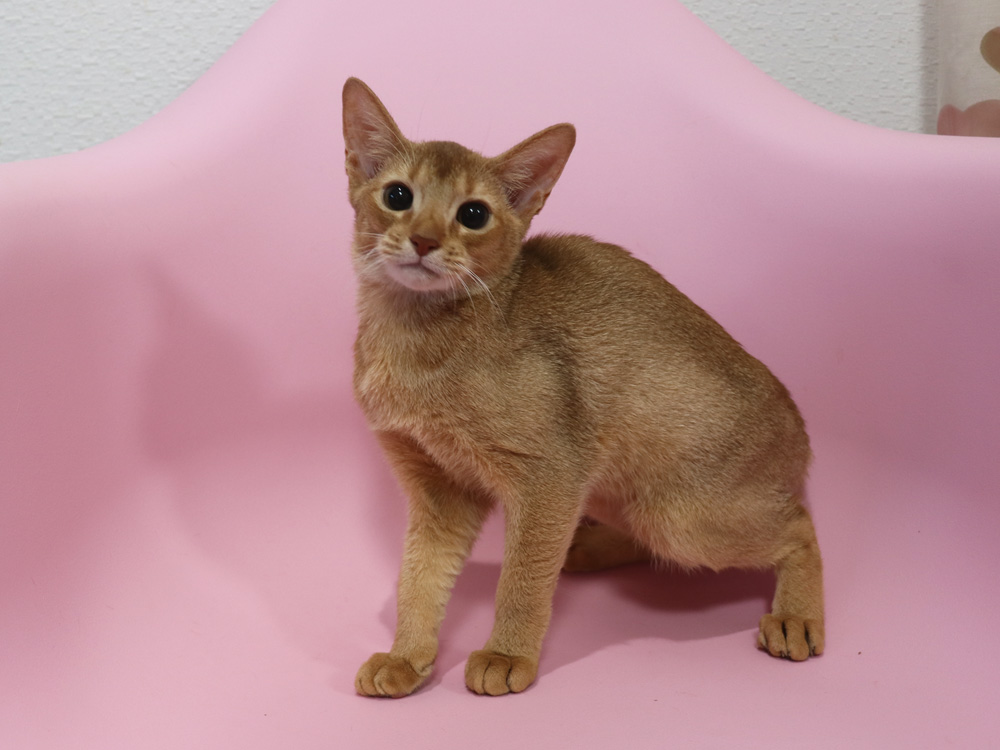 アビシニアンの子猫画像