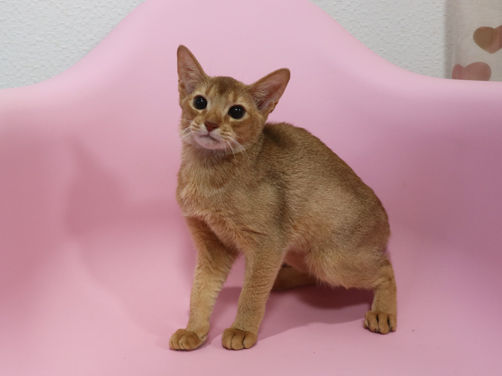 アビシニアンの子猫画像