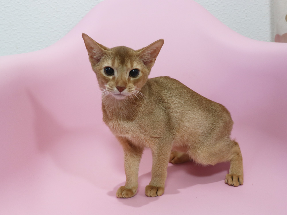 アビシニアンの子猫画像