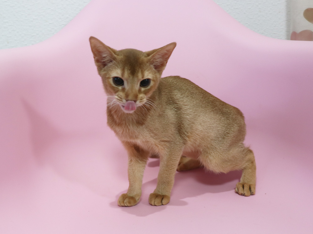 アビシニアンの子猫画像