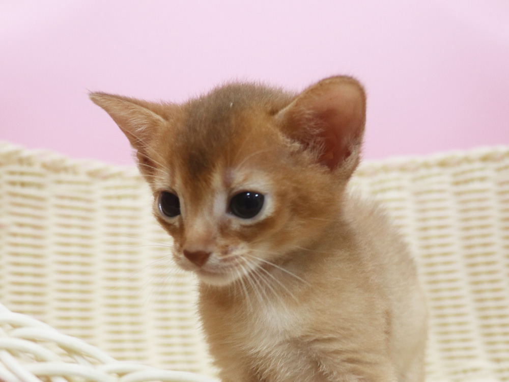 アビシニアンの子猫画像