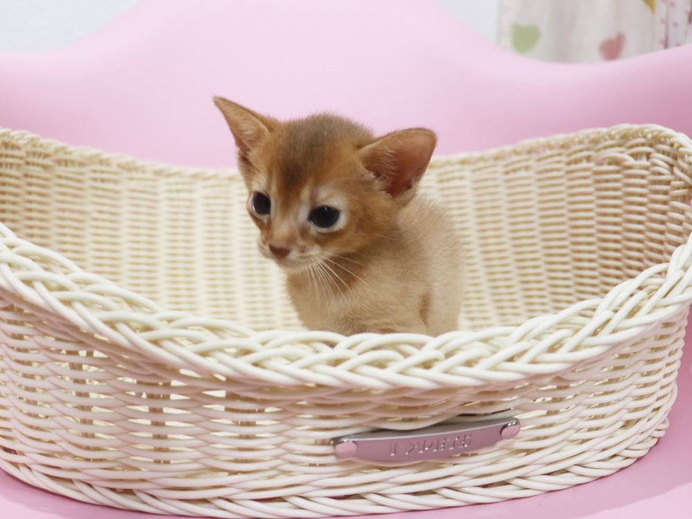 アビシニアンの子猫画像