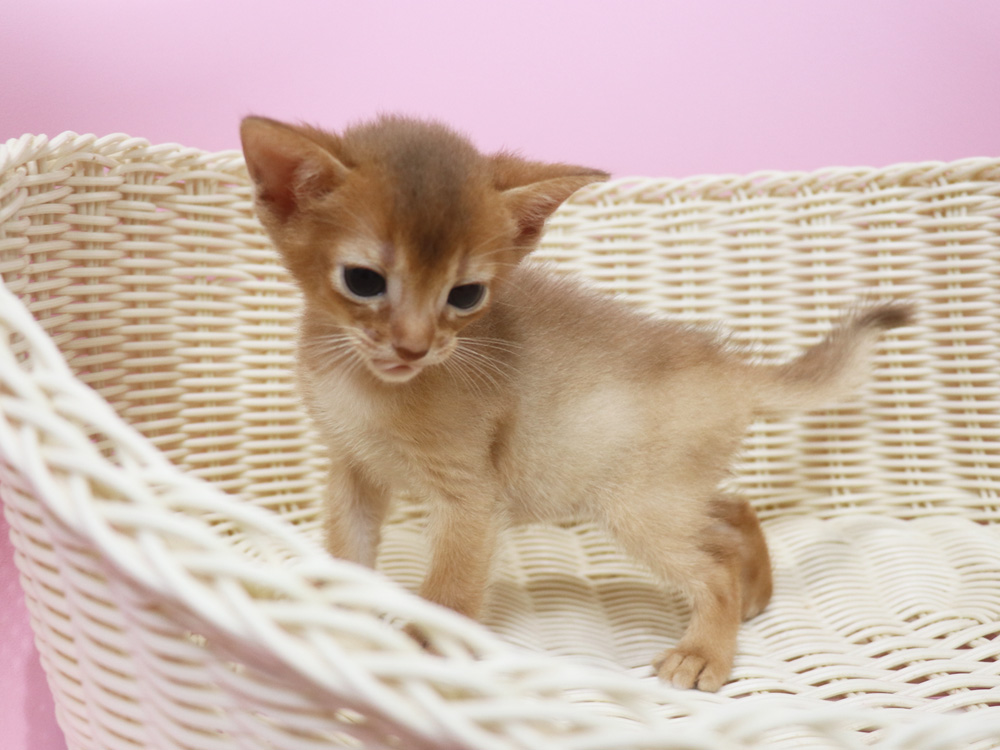 アビシニアンの子猫画像