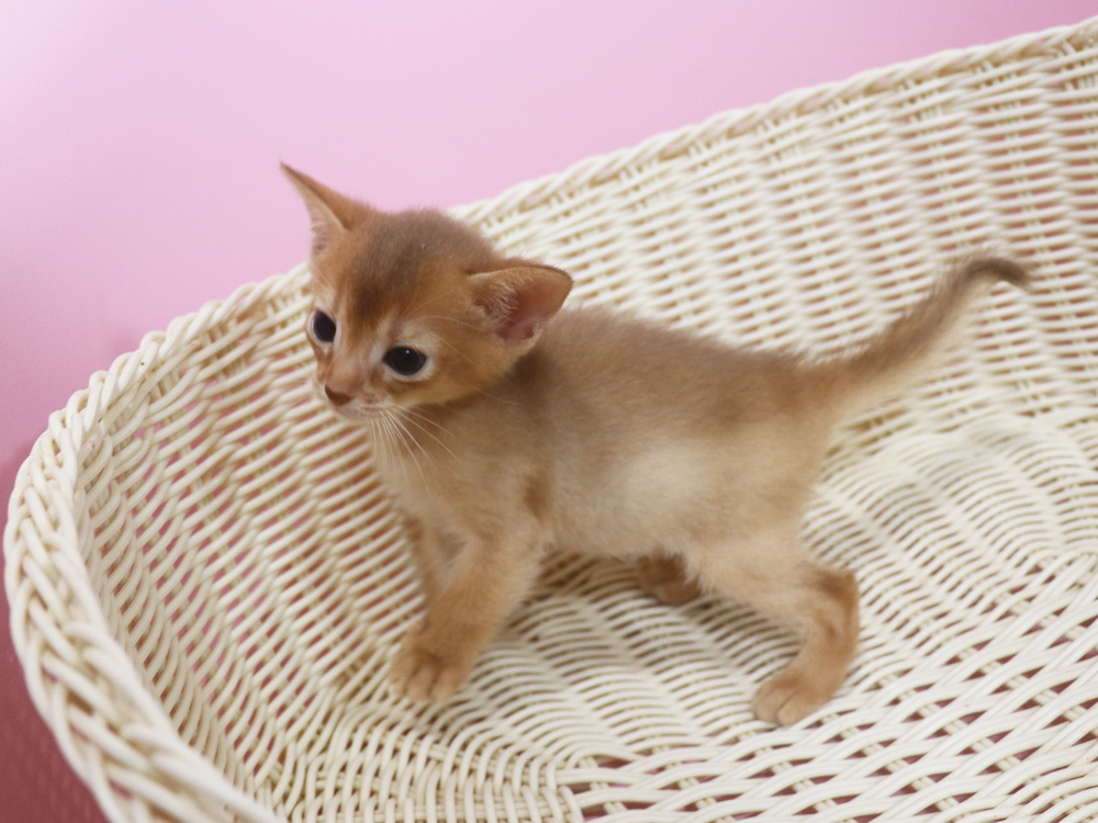 アビシニアンの子猫画像