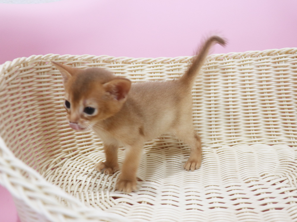 アビシニアンの子猫画像