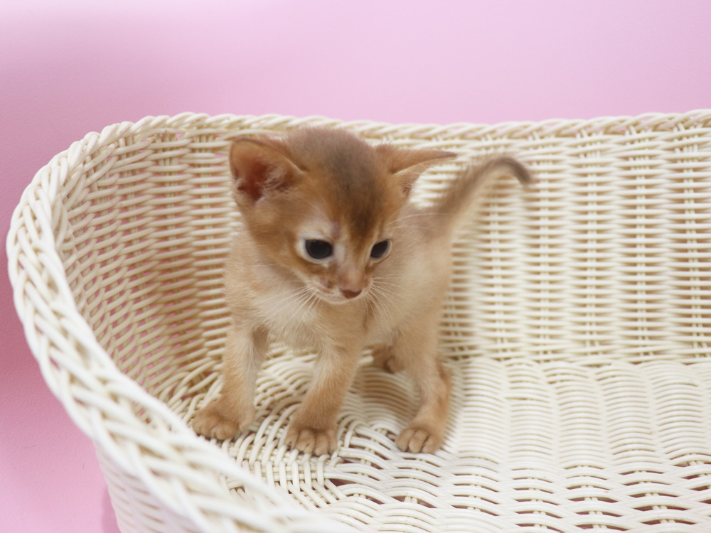 アビシニアンの子猫画像