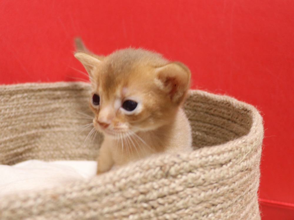 アビシニアンの子猫画像