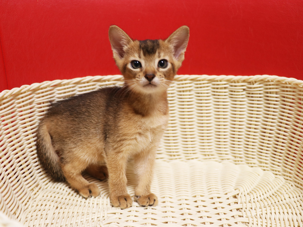 アビシニアンの子猫画像