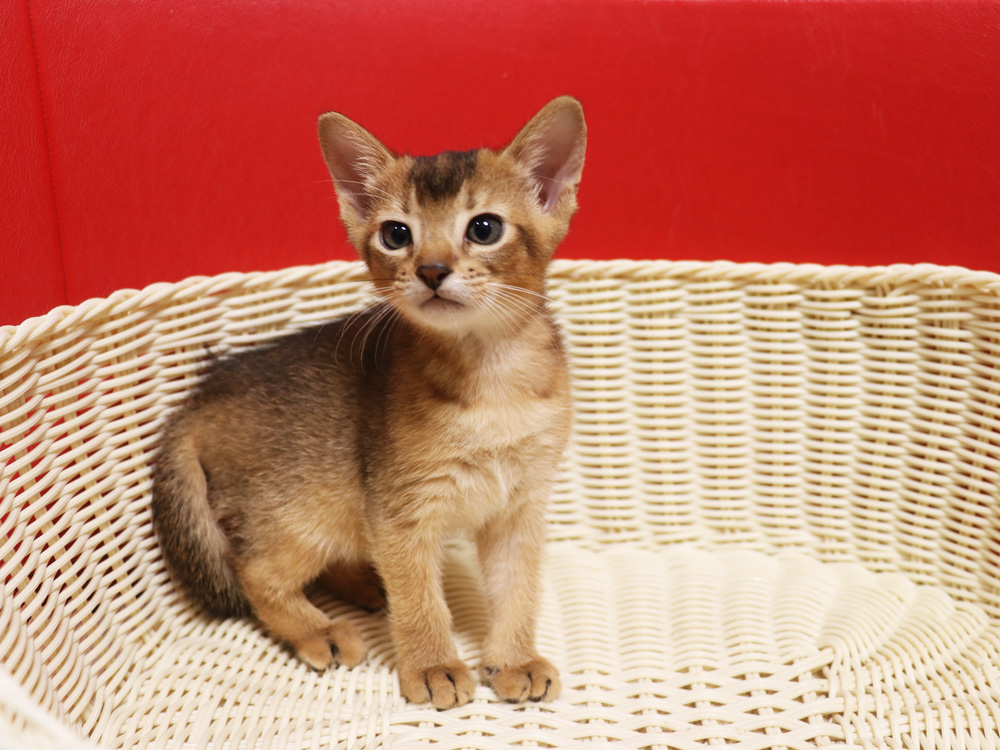 アビシニアンの子猫画像